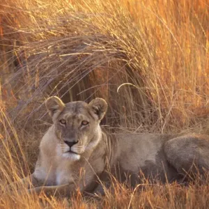 Lion HAY 189 Lying in grass - Botswana, Africa Panthera leo © Hayden Oake / ARDEA LONDON Lion HAY 189 Lying in grass - Botswana, Africa Panthera leo © Hayden Oake / ARDEA LONDON