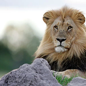 Lion - Hwange National Park, Zimbabwe, Africa