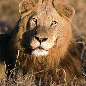Lion - Kruger National Park - South Africa