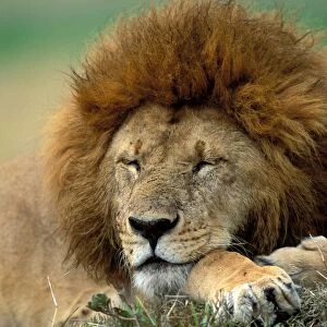 Lion LA 666 Male sleeping - Maasai Mara, Kenya Panthera leo © J. M. Labat / ardea. com