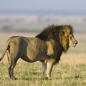 Lion - large male - Masai Mara Triangle - Kenya