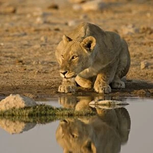 Lion Lioness crouching beside a water hole Etosha National Park, Namibia, Africa