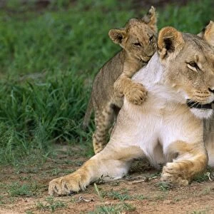 Lion - Lioness with cub Kalahari Gemsbok Park, South Africa