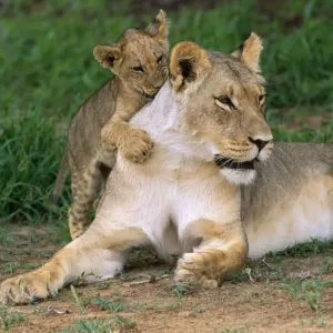 Lion - Lioness with cub Kalahari Gemsbok Park, South Africa Lion - Lioness with cub Kalahari Gemsbok Park, South Africa