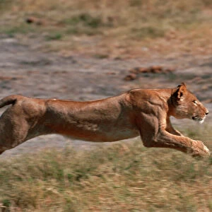 Lion Lioness running Moremi, Botswana, Africa