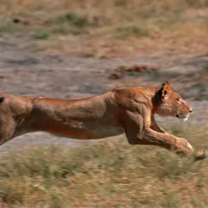 Lion Lioness running Moremi, Botswana, Africa