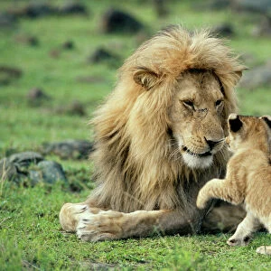 Lion - male with cub