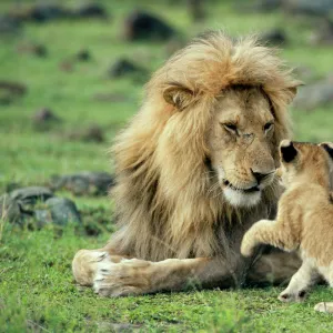 Lion - male with cub