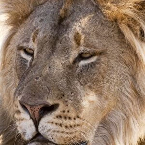 Lion - male portrait - eyes half closed - Mashatu Game Reserve - Botswana