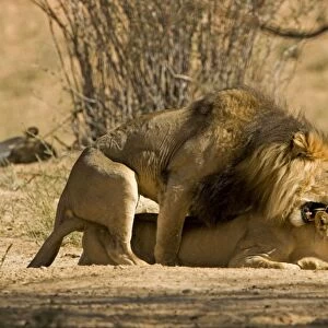 Lion - mating pair with the male biting the head and neck of the female - Kgalagadi Transfrontier Park - Kalahari - South Africa - Africa