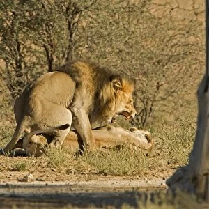 Lion - mating pair - the male snarls with the female twisting - Kgalagadi Transfrontier Park - Kalahari - South Africa - Africa