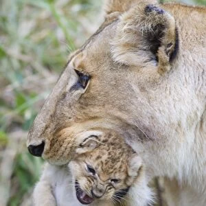 Lion - mother carrying cub in mouth - Masai Mara Triangle - Kenya
