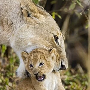 Lion - mother picking up 3-4 week old cub in mouth - Masai Mara Reserve - Kenya Digitally removed grass in foreground