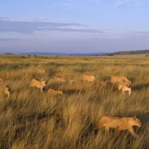 Lion - pride, females & cubs returning to territory from unsuccesful hunt. Serengeti National Park, Tanzania, Africa Lion - pride, females & cubs returning to territory from unsuccesful hunt. Serengeti National Park, Tanzania, Africa