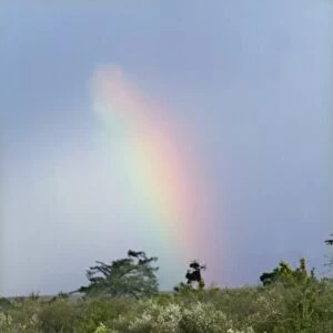 Lion - resting with rainbow behind. Kenya, Africa