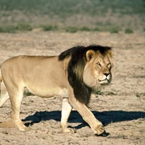 Lion - walking - Kalahari Desert - Southern Africa