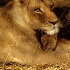 Lioness with 6 week old cub CRH 897 Moremi, Botswana Panthera leo © Chris Harvey / ARDEA LONDON