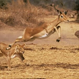 Lioness CRH 404 Chasing impala. Moremi Botswana Panthera leo / Aepyceros melampus © Chris Harvey / ARDEA LONDON