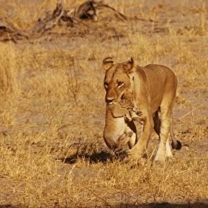 Lioness CRH 652 Carrying cub, Botawana Panthera leo © Chris Harvey / ARDEA LONDON
