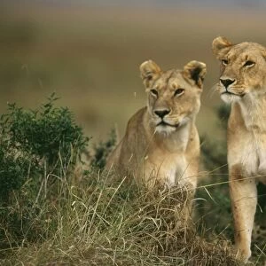 Lioness - Kenya