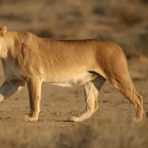 Lioness - on the prowl, Kgalagadi Transfrontier Park, South Africa