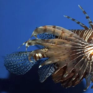 Lionfish / Dragonfish- common on shallow coral reefs Indo-Pacific