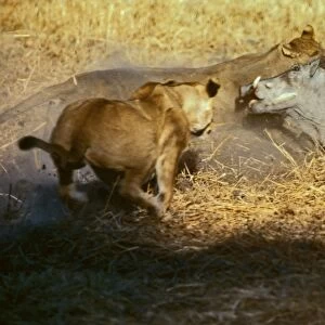 Lions attacking Warthog CRH 982 Moremi, Botswana Panthera leo & Phacochoerus aethiopicus © Chris Harvey / ardea. com