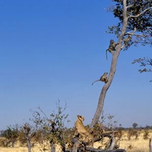 Lions and Chacma Baboons CRH 704 Lions chasing Baboons who take refuge up a tree Moremi, Botswana Panthera leo & Papio ursinus © Chris Harvey / ardea. com