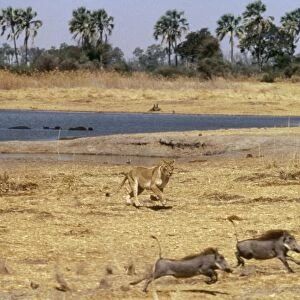 Lions Chasing warthogs by lagoon, Moremi