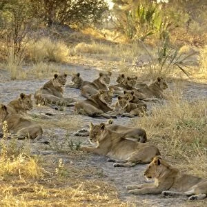 Lions CRH 981 Pride resting - Moremi, Botswana Panthera leo © Chris Harvey / ardea. com