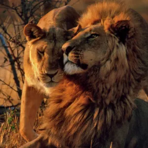 Lions CRH 983 Lioness greets male Lion - Moremi, Botswana Panthera leo © Chris Harvey / ardea. com