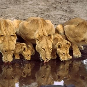 Lions and cubs CRH 952 Drinking at waterhole Moremi, Botswana Panthera leo © Chris Harvey / ardea. com