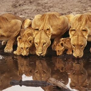 Lions - Lioness x3 with cubs drinking. Botswana Africa