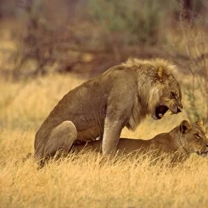Lions mating CRH 974 Moremi, Botswana Panthera leo © Chris Harvey / ardea. com