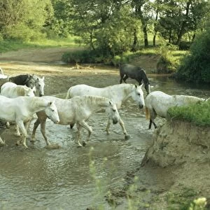 Lipizzaner Horse HDD 744 Group crossing a stream © Hans D. Dossenbach / ARDEA LONDON