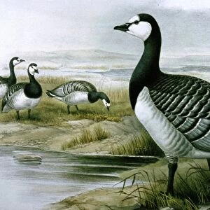 Lithograph Illustration: Barnacle Goose- from J Gould Birds of Great Britain 1862-73