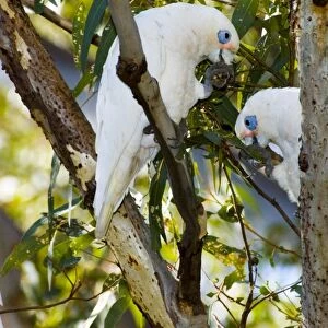 Little Corella. Inhabit tree-lined watercourses and adjacent plains. Flocks feed on ground and congregate in trees to strip leaves and roost. Abundant and widespread. Swan River, Perth, W. Australia