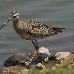 Little Curlew / Little Whimbrel - this bird spent 48 hours walking and wading around the edge of a small sewage pond before departing. At Mt Barnett, Gibb River Road, Kimberley, Western Australia