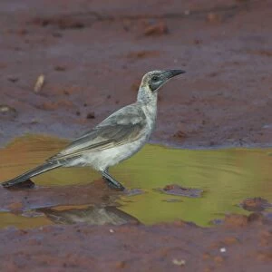 Little Friarbird - At pool at dawn At Lajamanu, an aboriginal community on the northern edge of the Tanami Desert, Northern Territory, Australia