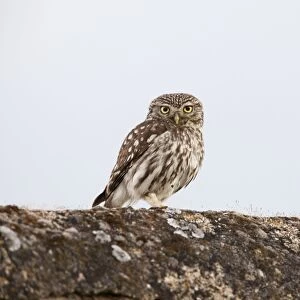 Little Owl - adult perching on a wall - Southern Spain