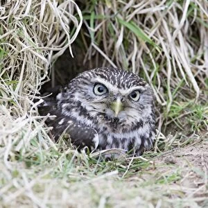 Little Owl - emerges from rabbit burrow - Bedfordshire - UK 006971