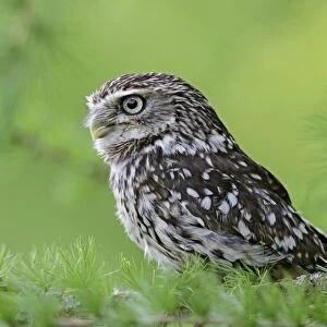 Little Owl - in larch tree - Bedfordshire - UK 007158