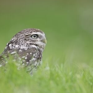Little Owl - in long grass - Bedfordshire - UK 007156