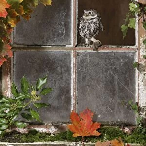 Little owl - with mouse in barn window Bedfordshire UK 006426