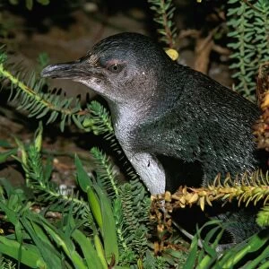 Little Penguin - Kangaroo Island - South Australia JPF40341