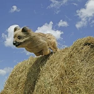 Little Pyrennean Sheepdog - Jumping over hay bale