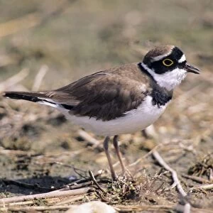 Little Ringed Plover - adult calling