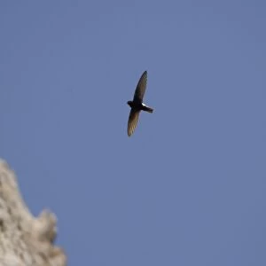 Little Swift - In flight. Southern Spain April