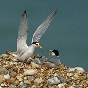 Little Tern - courtship feeding - June - Rye - Kent - UK