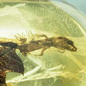 Lizard preserved in Amber - 40 million years B. P. Dominican Republic